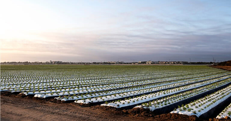 Photo: Strawberry Field | Adobe Stock