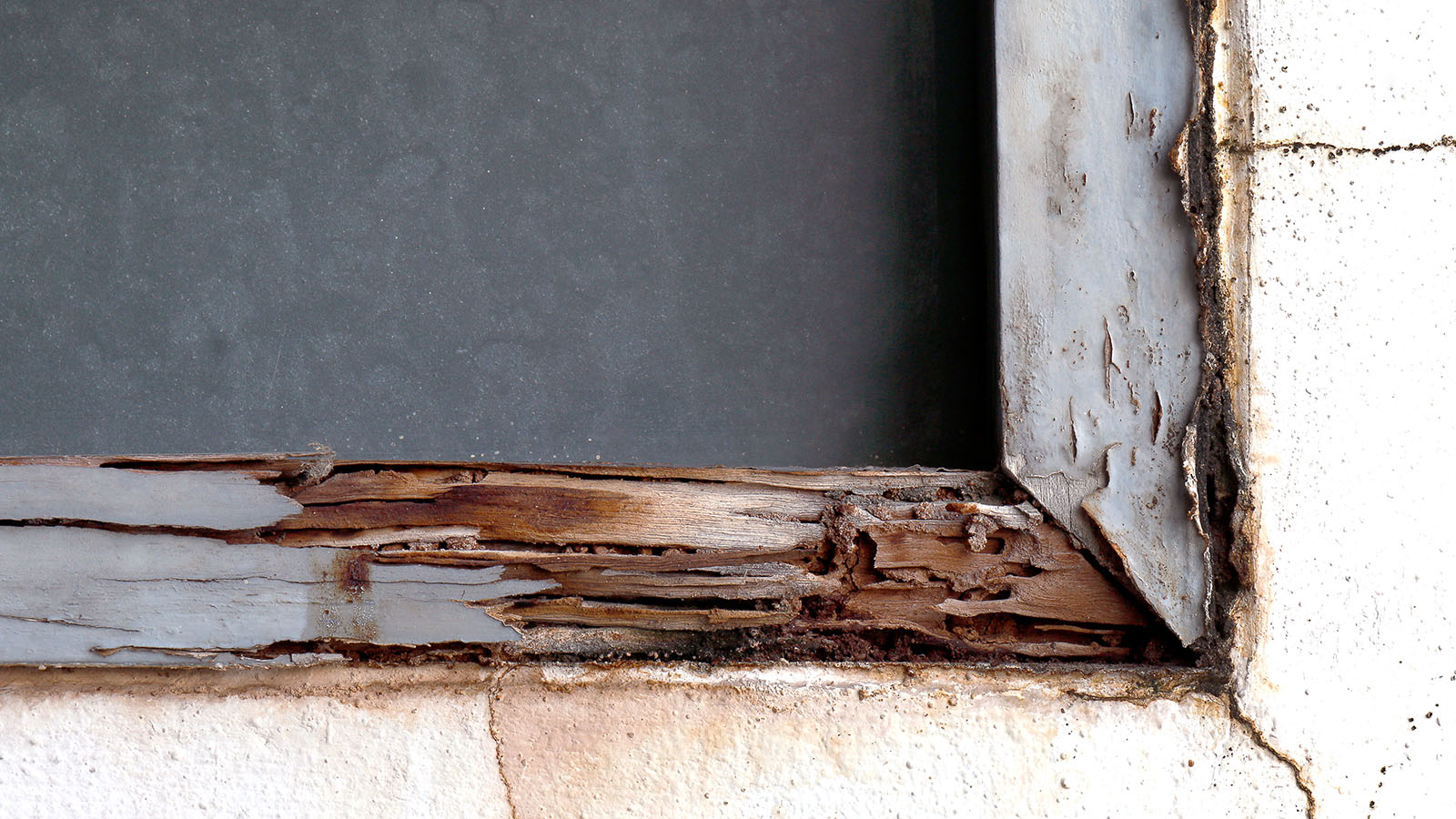 A window with termite damage from Adobe Stock