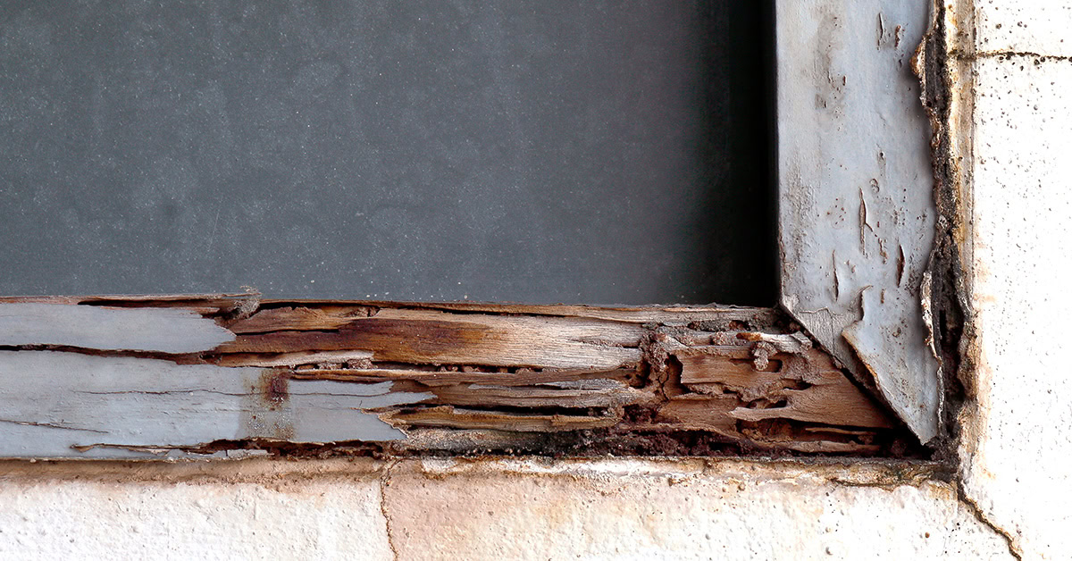 A window with termite damage from Adobe Stock