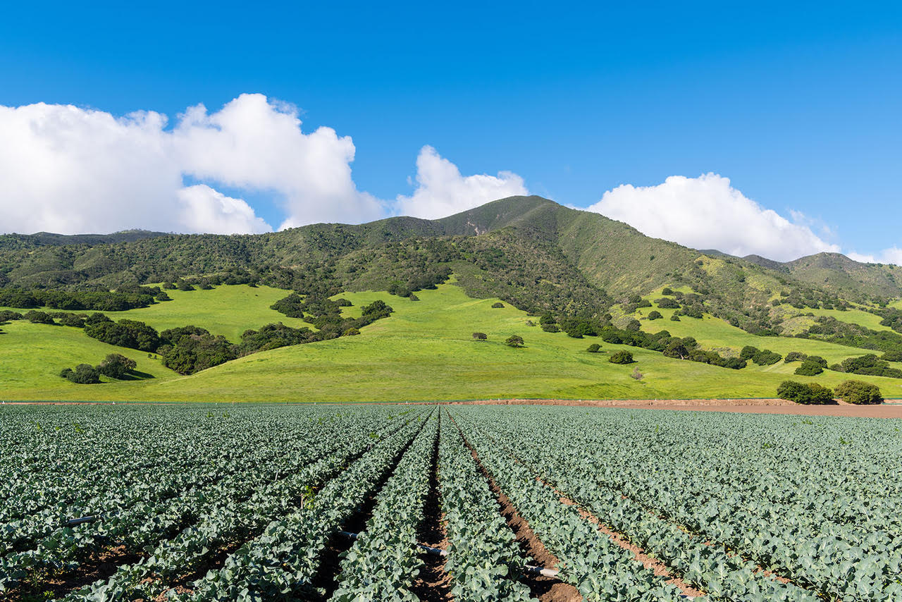 Agricultural scene of rows of broccoli plants pointing in perspective to beautiful green hills and mountains in Salinas Valley, CA, USA.