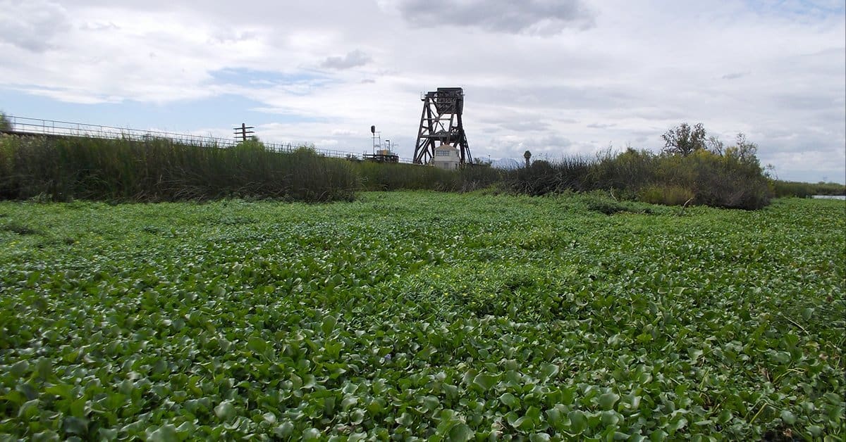 A photo of vegetation growth on the California delta with some sky and a tower in the background