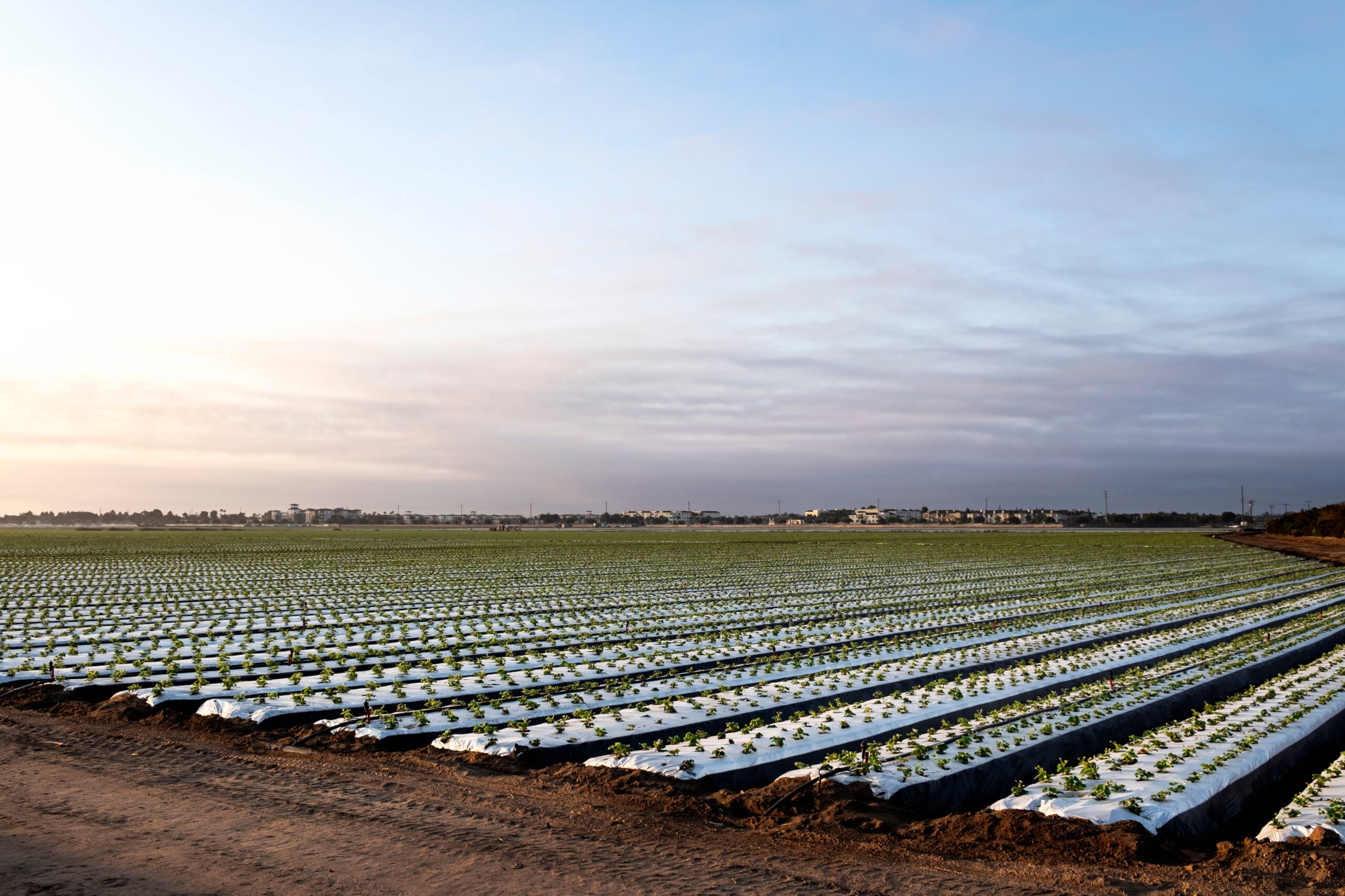 Photo: Strawberry Field | Adobe Stock