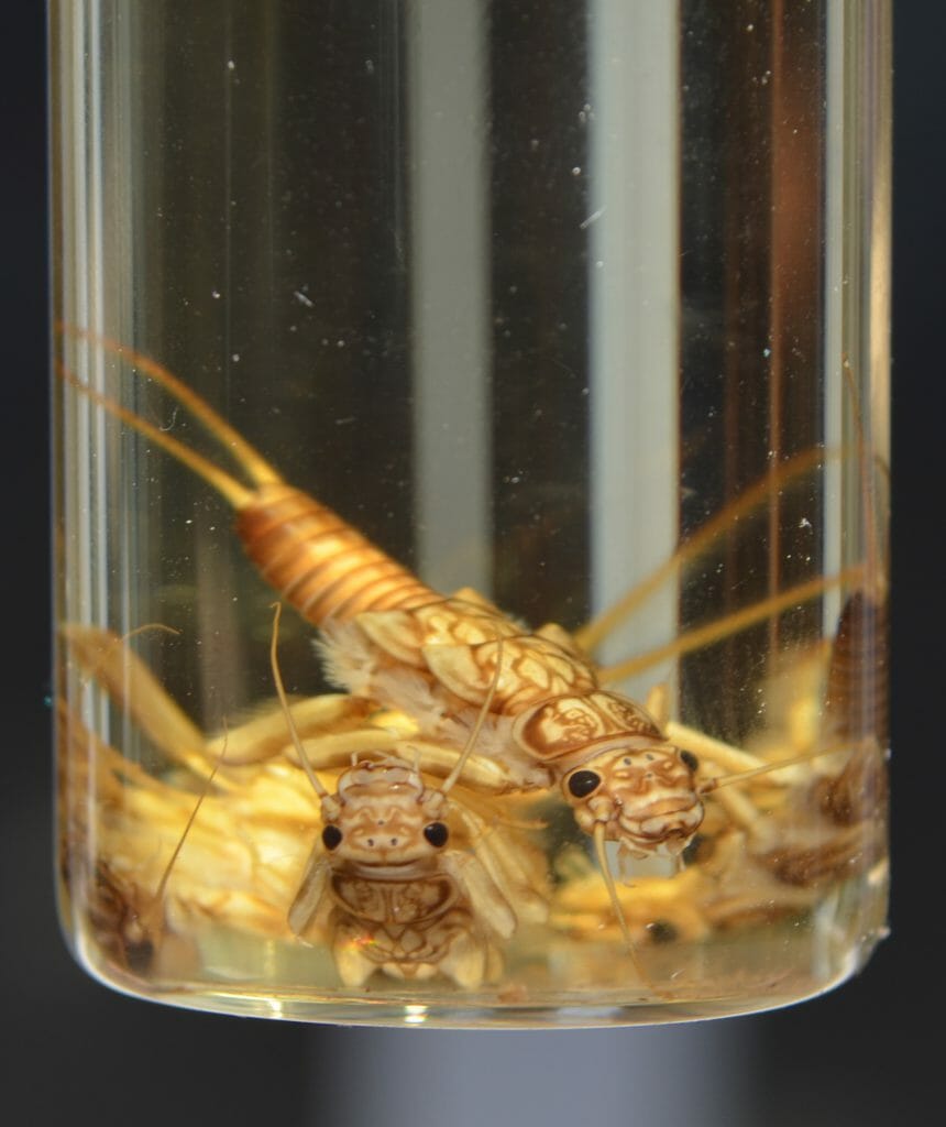 A glass vial with several specimens of the Calineuria californica stonefly nymph, suspended in liquid preservative.