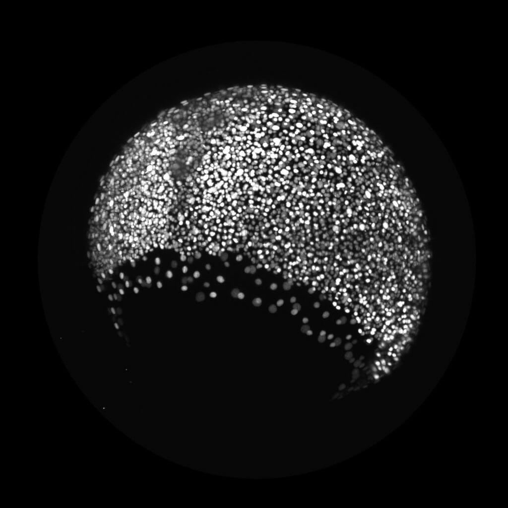 Image of a nuclei stain of an early zebrafish (Brachydanio rerio) embryo, taken by Anna Reade. It looks like a circle or a nearly full moon, with many tiny dots within.