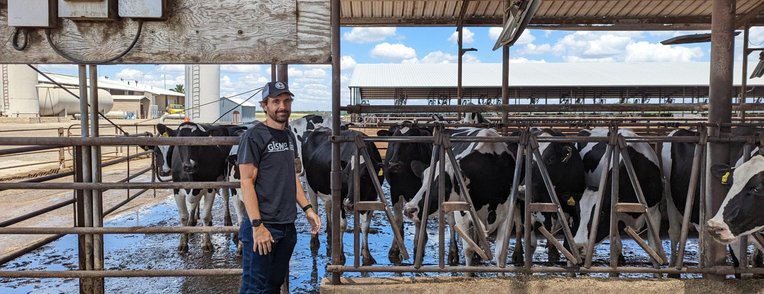 A person in a Gismo t-shirt standing on a farm in front of cows.